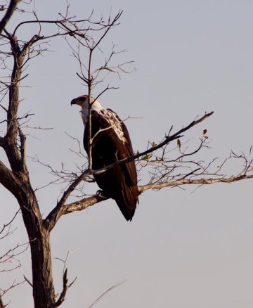 bird