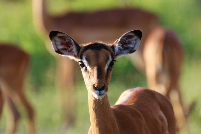 antilope