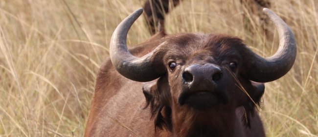 buffle brun