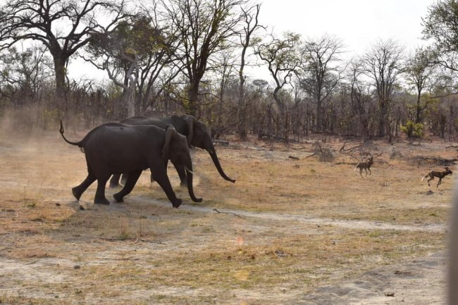 elephants and dingos