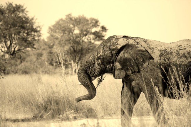 elephant 3