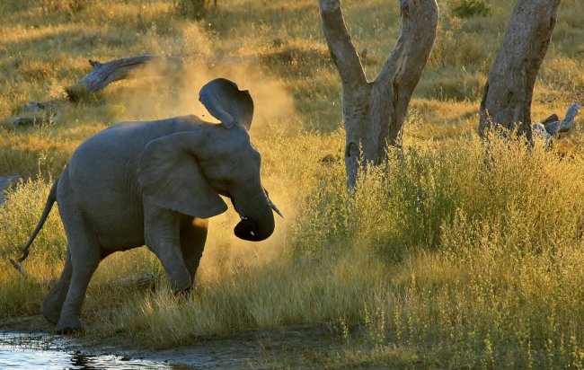 elephant 4