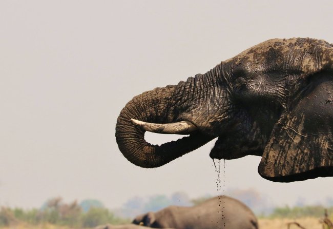 elephant 5