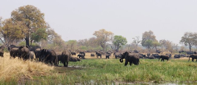 elephant 10