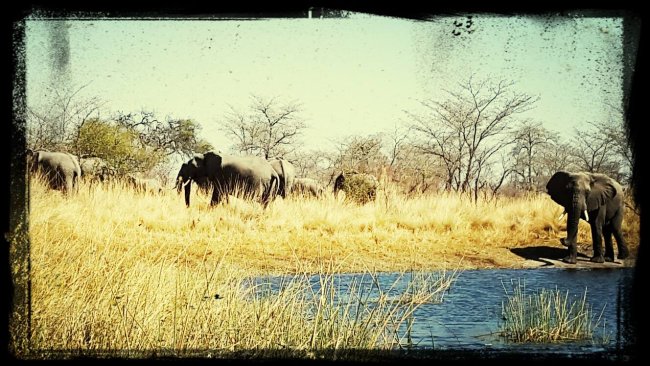 elephant 7