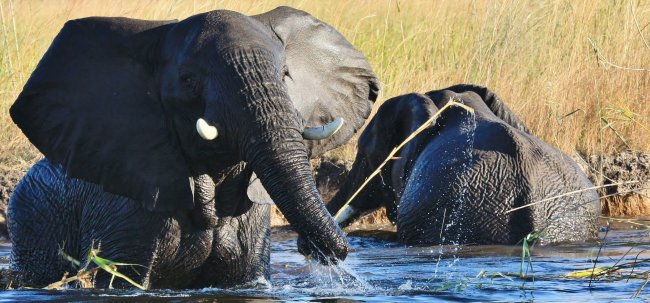 elephant 8