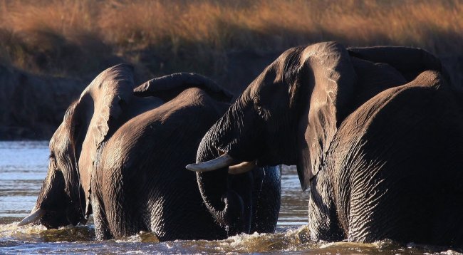 elephant 9