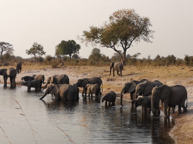 elephants