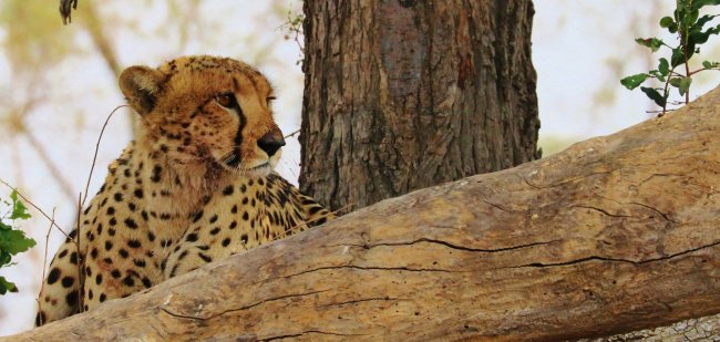 guepard