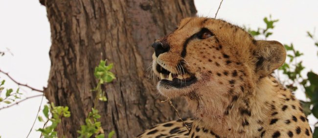 guepard