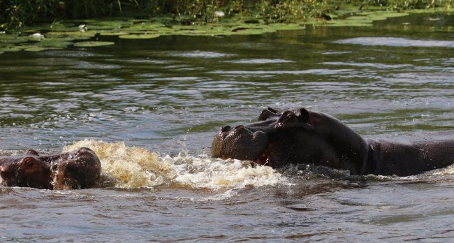 hippo