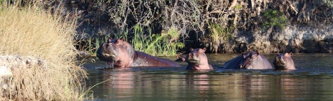hippo