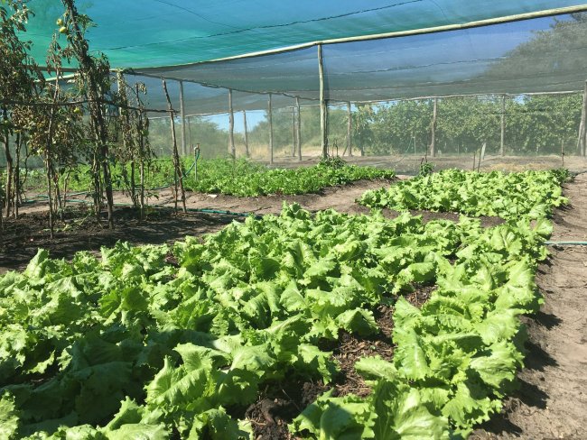 garden