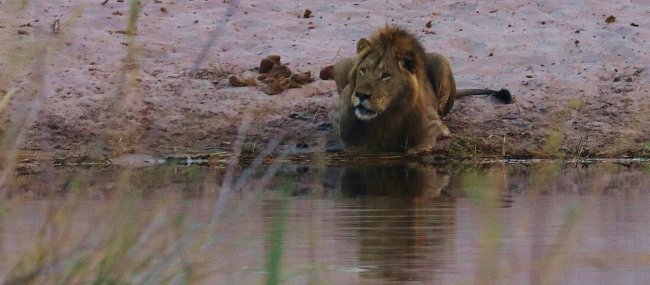 lion