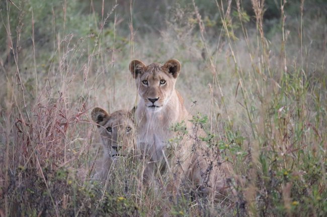 lions