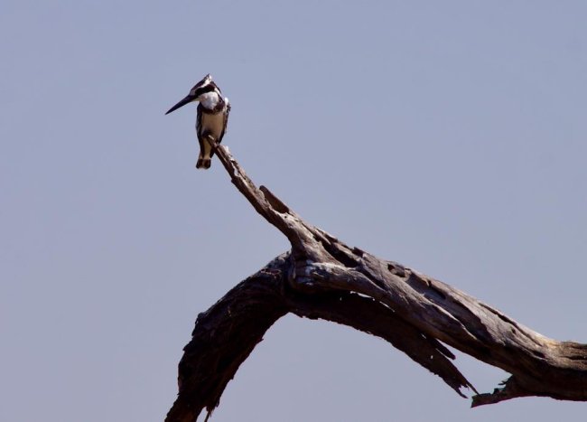 bird 16