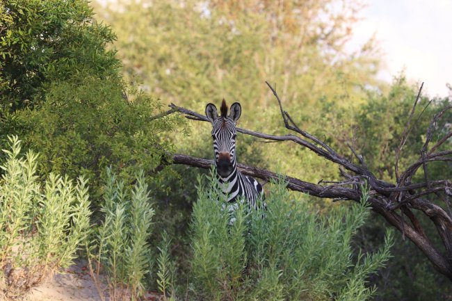 zebre